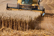 Combine harvester harvesting Oats, Haregill Lodge Farm, Ellingstring, North Yorkshire, England, UK, August.
