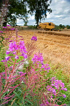 Rosebay willowherb (Chamerion angustifolium angustifolium), with Combine harvester combining Oats in the background, Haregill Lodge Farm, Ellingstring, North Yorkshire, England, UK, August.