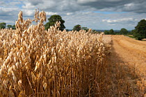 Ripe Oat crop standing in partly harvested  field, Haregill Lodge Farm, Ellingstring, North Yorkshire, England, UK, August.