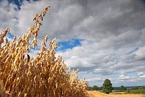 Ripe Oat crop in partially harvested field, Haregill Lodge Farm, Ellingstring, North Yorkshire, England, UK, August. Did you know? The UK grows more than 131 000 hectares of oats a year - thats more t...