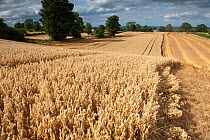 Ripe Oat crop with Combine harvester in distance, Haregill Lodge Farm, Ellingstring, North Yorkshire, England, UK, August.