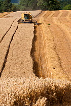 Combine harvester combining Oat crop, Haregill Lodge Farm, Ellingstring, North Yorkshire, England, UK, August.