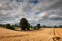 Field of ripe Oats with Combine harvester in the distance, Haregill Lodge Farm, Ellingstring, North Yorkshire, England, UK, August.