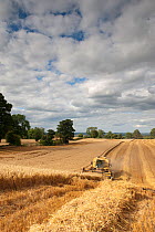 Combine harvester combining Oats, Haregill Lodge Farm, Ellingstring, North Yorkshire, England, UK, August.