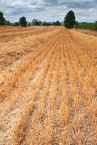 Oat straw in field awaiting baling, Haregill Lodge Farm, Ellingstring, North Yorkshire, England, UK, August