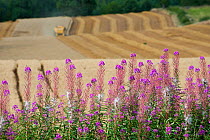 Rosebay willowherb (Chamerion angustifolium angustifolium) flowering along field edge with Combine harvester combining Oats in the background, Haregill Lodge Farm, Ellingstring, North Yorkshire, Engla...