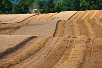 Combine harvester harvesting Oats, Haregill Lodge Farm, Ellingstring, North Yorkshire, England, UK, August