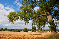 Ripe Oats in field, Haregill Lodge Farm, Ellingstring, North Yorkshire, England, UK, August