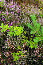 Flowering Heather, mainly Common heath / Ling  Calluna vulgaris), with Oak (Quercus robur)  and Scots Pine (Pinus sylvestris) tree saplings, Caesar's Camp, Fleet, Hampshire, England, UK, August.