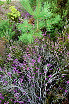 Flowering Heather (Calluna vulgaris) with Scots pine (Pinus sylvestris) and Oak tree (Quercus) saplings, Caesar's Camp, Fleet, Hampshire, England, UK, August.