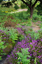 Flowering Heather  and Bracken on lowland heath, with path in the background, Caesar's Camp, Fleet, Hampshire, England, UK, August