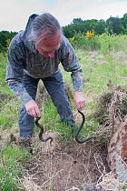 Local resident Roy Peters holding two Adders (Vipera berus) found under sheet of corrugated iron, Caesar's Camp, Fleet, Hampshire, England, UK, May 2011. Model released.