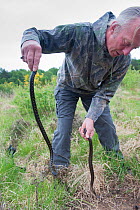 Local resident Roy Peters holding two Adders (Vipera berus)  male in right hand and female in left hand, Caesar's Camp, Fleet, Hampshire, England, UK, May 2011. Model released.
