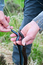 Local resident Roy Peters holding two Adders (Vipera berus) female on right and male on left showing thickening at base of tail. Caesar's Camp, Fleet, Hampshire, England, UK, May 2011. Model released.