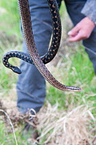 Local resident Roy Peters holding two Adders (Vipera berus) female in foreground male behind, Caesar's Camp, Fleet, Hampshire, England, UK, May 2011. Model released.