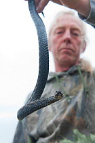 Local resident Roy Peters holding an Adder (Vipera berus), Caesar's Camp, Fleet, Hampshire, England, UK, May 2011. Model released.
