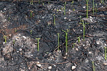 Recently burnt heathland, showing new Bracken growth (Pteridium aquilinum), Caesar's Camp, Fleet, Hampshire, England, UK, May.