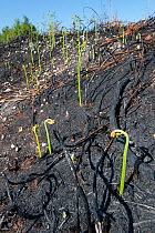 Recently burnt heathland, showing new Bracken growth  (Pteridium aquilinum), Caesar's Camp, Fleet, Hampshire, England, UK, May.