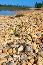 Flint stones along edge of pond, Caesar's Camp, Fleet, Hampshire, England, UK