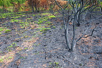 Recently burnt heathland, with new growth, Caesar's Camp, Fleet, Hampshire, England, UK, May.