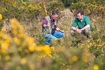 Alex Cruickshank of the Hampshire Wildlife Trust and Ornithologist, John Eyre assessing habitat suitability for Woodlark (Lullula arborea) and other bird species, Caesar's Camp, Fleet, Hampshire, Engl...