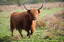 Highland cattle, Foxlease and Ancells Meadows SSSI, Hampshire, England, UK, March.