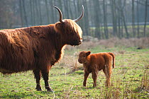 Highland cattle with calf, Foxlease and Ancells Meadows SSSI, Hampshire, England, UK, March.