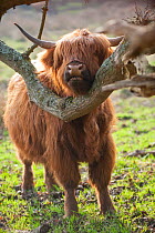 Highland cattle scratching chin on branch, Foxlease and Ancells Meadows SSSI, Hampshire, England, UK, March.