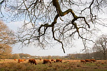 Highland cattle herd grazing at Foxlease and Ancells Meadows SSSI, Hampshire, England, UK, March.