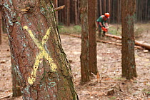 Selective felling of conifer trees in woodland, Caesar's Camp, Fleet, Hampshire, England, UK, March.
