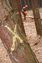 Tree marked for selective felling of conifer trees in woodland, Caesar's Camp, Fleet, Hampshire, England, UK, March.