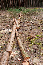 Sawn up tree trunks in woodland plantation clearing, Caesar's Camp, Fleet, Hampshire, England, UK, March.