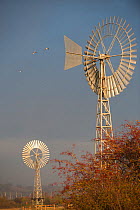 Two wind pumps, used for pumping water, West Canvey Marshes RSPB reserve, Canvey Island, Essex, England, UK, November.