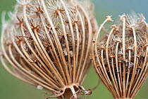 Umbellifer plant seed heads, West Canvey Marsh RSPB reserve, Essex, England, UK, November 2011