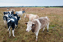 Cattle grazing on West Canvey Marshes RSPB reserve, Essex, England, UK, November.