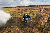 Volunteer work party undertaking reed and vegetation management, Vange Marsh RSPB reserve, Essex, England, UK, November. Model released.