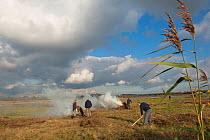 Volunteers clearing and burning vegetation, Vange Marsh RSPB reserve, Essex, England, UK, November.