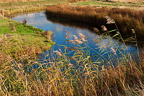 Drainage ditch, Vange Marsh RSPB reserve, Essex, England, UK, November.