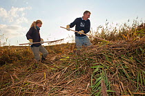 Two volunteers clearing vegetation, Vange Marsh RSPB reserve, Essex, England, UK, November. Model released.