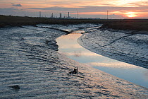Saltmarsh landscape at West Canvey Marshes RSPB reserve, with industrial buildings and flare stacks in the backgorund, Essex, England, UK, November.