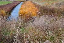 Drainage ditch, Vange Marsh RSPB reserve, Essex, England, UK, November.