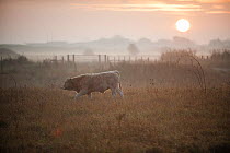 Cattle in grazing pasture, West Canvey Marshes RSPB reserve, Essex, England, UK, November.