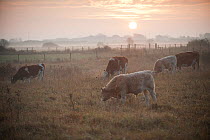 Cattle in grazing pasture, West Canvey Marshes RSPB reserve, Essex, England, UK, November.