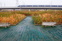 Visitor walkway at Rainham Marshes RSPB reserve with train passing in the background, Essex, England, UK, November