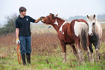 Volunteer with domestic horses on grazing marsh,  RSPB Vange Marshes reserve, Basildon, Essex, England, UK, November 2011. Model released.