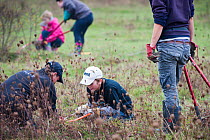 Young volunteers clearing scrub, RSPB Vange Marshes reserve, Basildon, Essex, England, UK, November 2011.