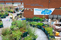 Community vegetable garden on the roof of Budgens Supermarket, Food from the Sky initiative, Crouch End, London, England, UK, August