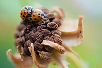 Two Eighteen-spot ladybirds (Myrrha octodecimguttata) mating in a community gardening on the roof of Budgens Supermarket, Food from the Sky initiative, Crouch End, London, England, UK, August