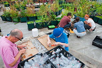 Man and boy cutting up plastic bottles to make bird scarers in a community vegetable garden on the roof of Budgens Supermarket, Food from the Sky initiative, Crouch End, London, England, UK, August 20...