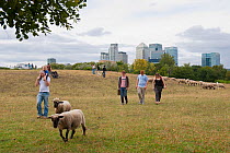 People walking through urban sheep pasture with Domestic sheep (Ovis aries), Mudchute Farm, Isle of Dogs, London, UK, August
